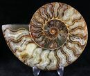 Cut/Polished Ammonite Pair - Agatized #20853-2
